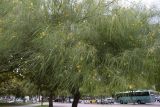 Parkinsonia aculeata. Цветущее растение. Испания, автономное сообщество Каталония, г. Барселона, площадь Пау Вила (Plaça de Pau Vila), в культуре. 29.08.2017.