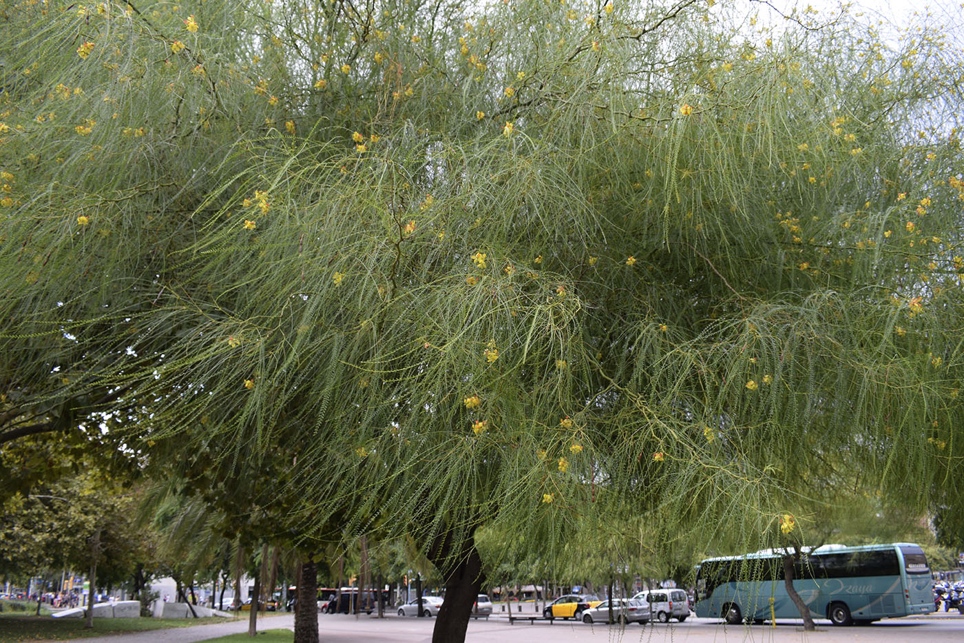 Image of Parkinsonia aculeata specimen.