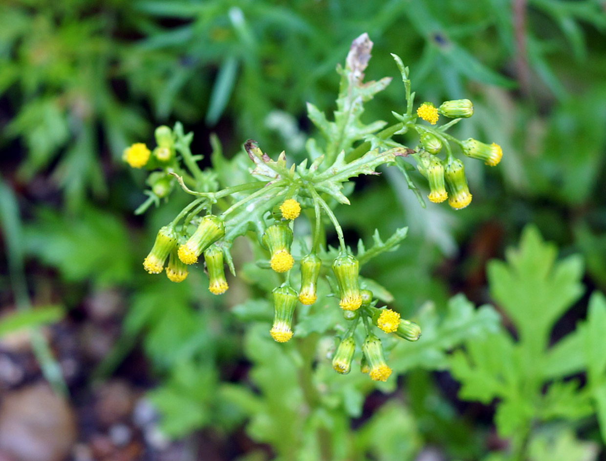 Изображение особи Senecio vulgaris.