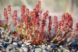 Rumex beringensis. Цветущие растения. Чукотка, побережье бухты Провидения. 31.07.2008.