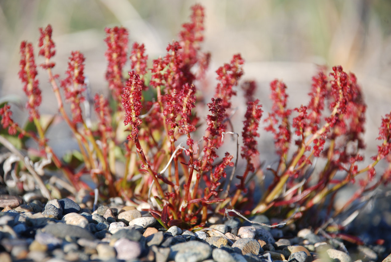 Изображение особи Rumex beringensis.