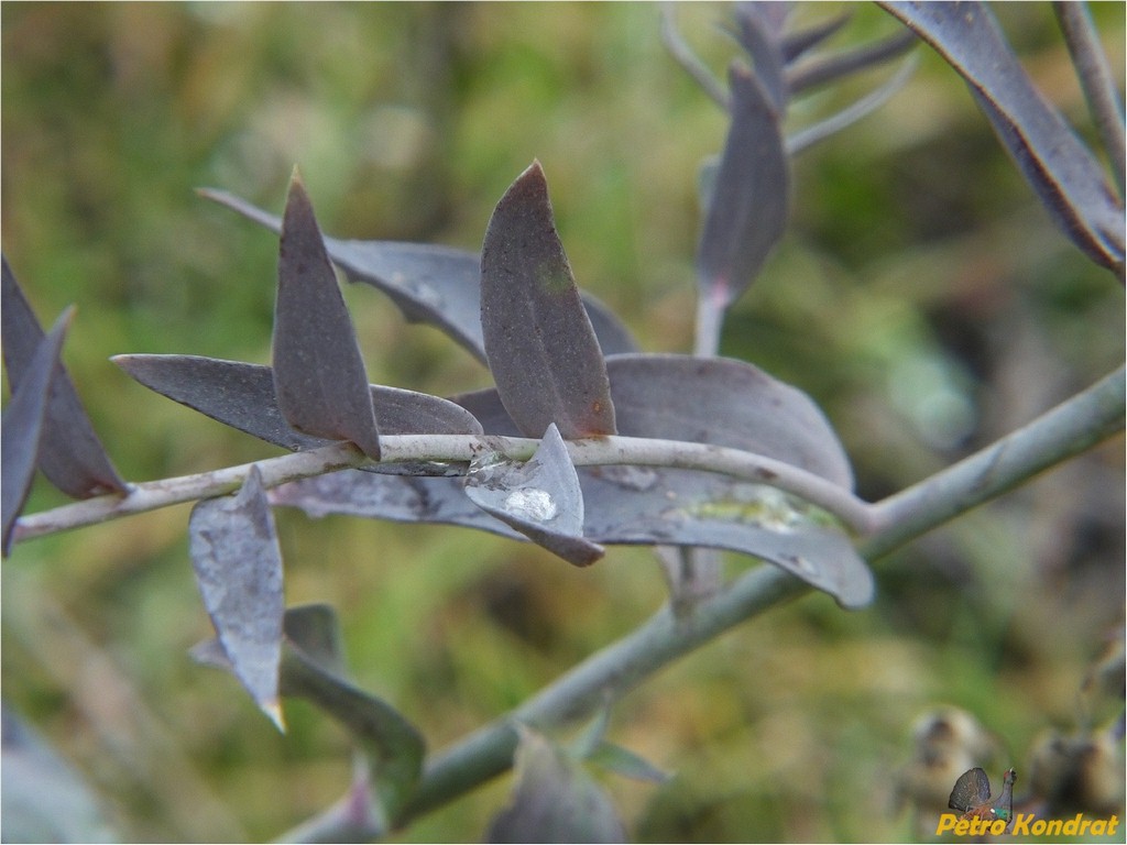 Изображение особи Linaria genistifolia.