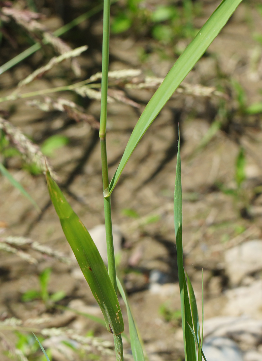 Image of Phalaroides arundinacea specimen.
