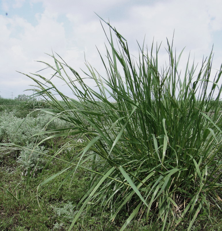 Image of Festuca regeliana specimen.