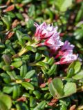 Loiseleuria procumbens