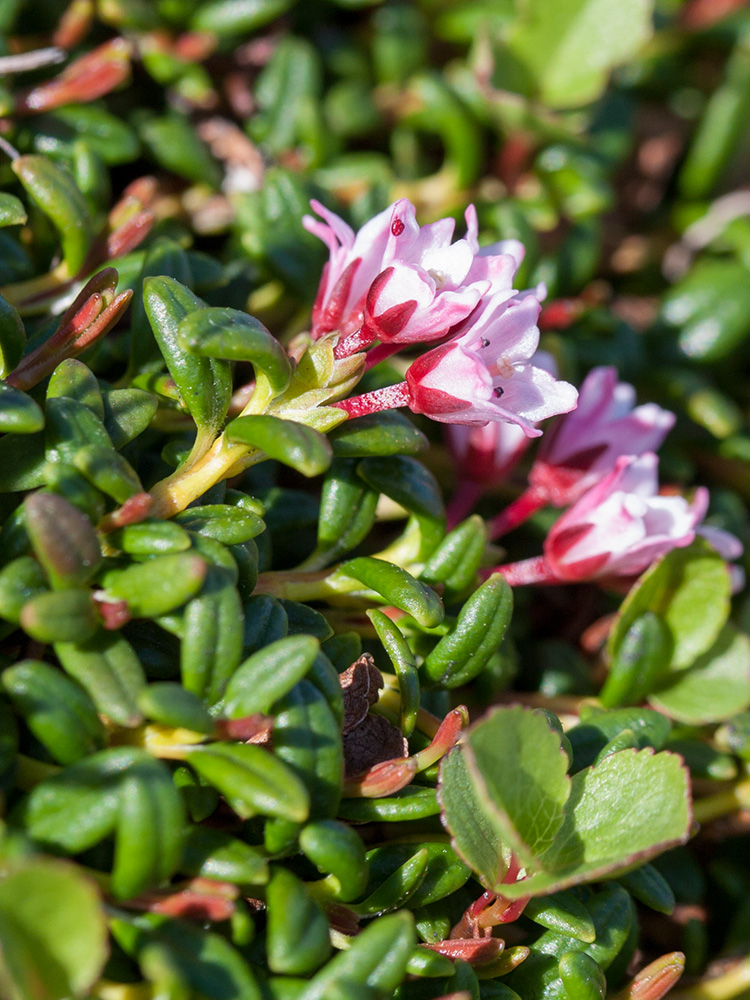 Изображение особи Loiseleuria procumbens.