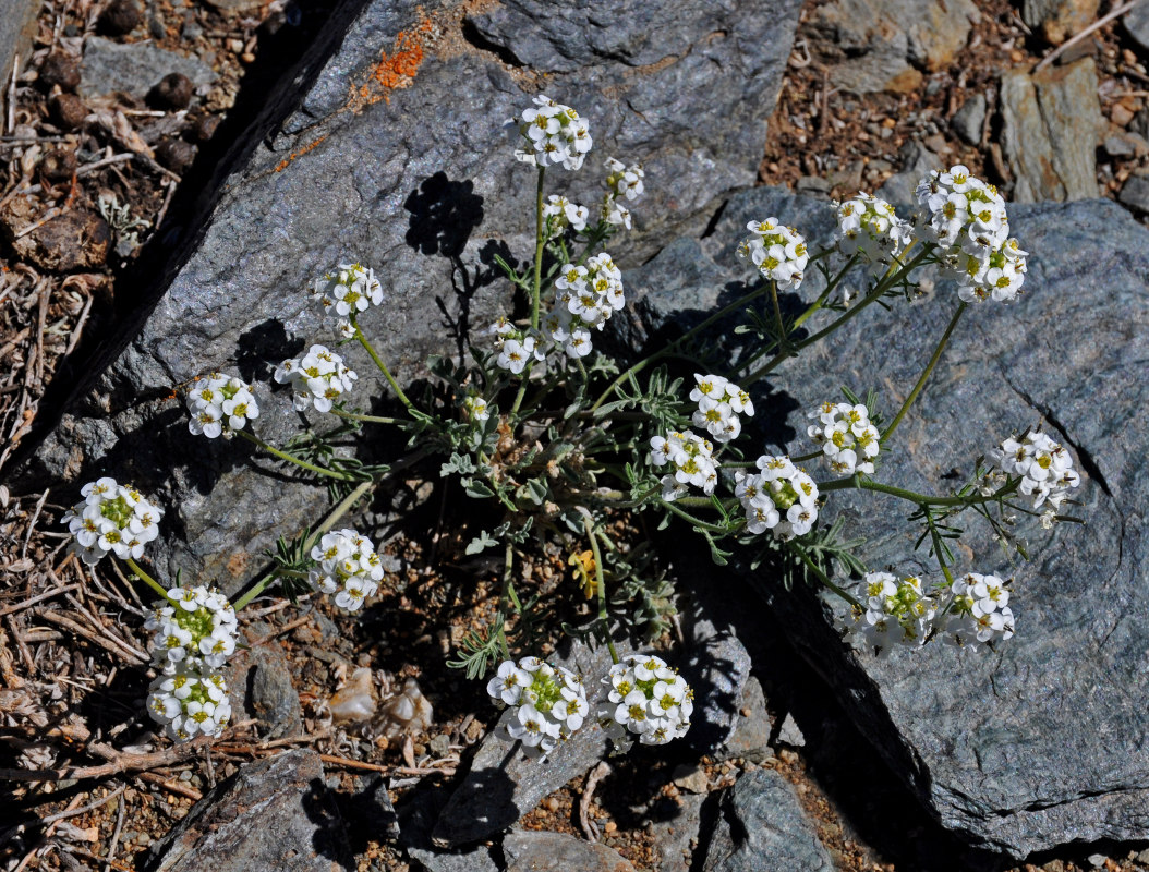 Image of Smelowskia alba specimen.