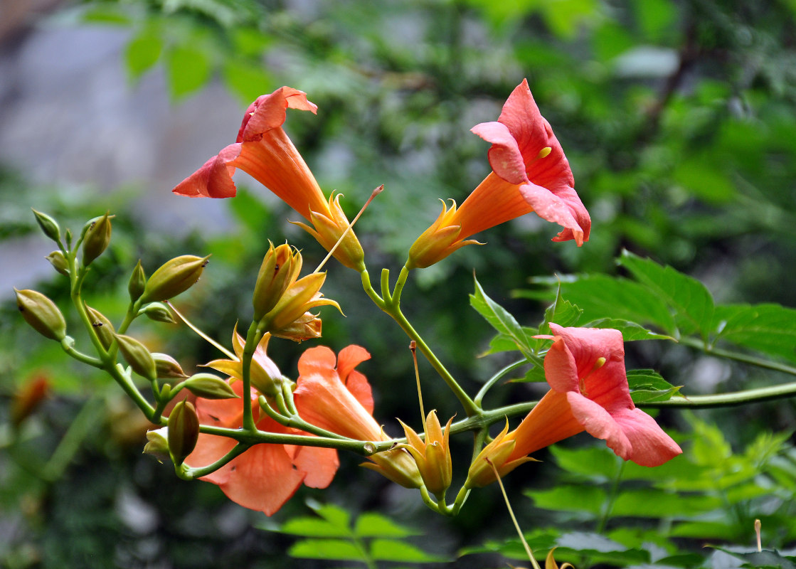 Image of Campsis radicans specimen.