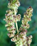 Rumex pseudonatronatus. Часть соплодия. Камчатский край, Усть-Камчатск, пос. 2-й завод, берег залива в р-не парома. 25.08.2016.