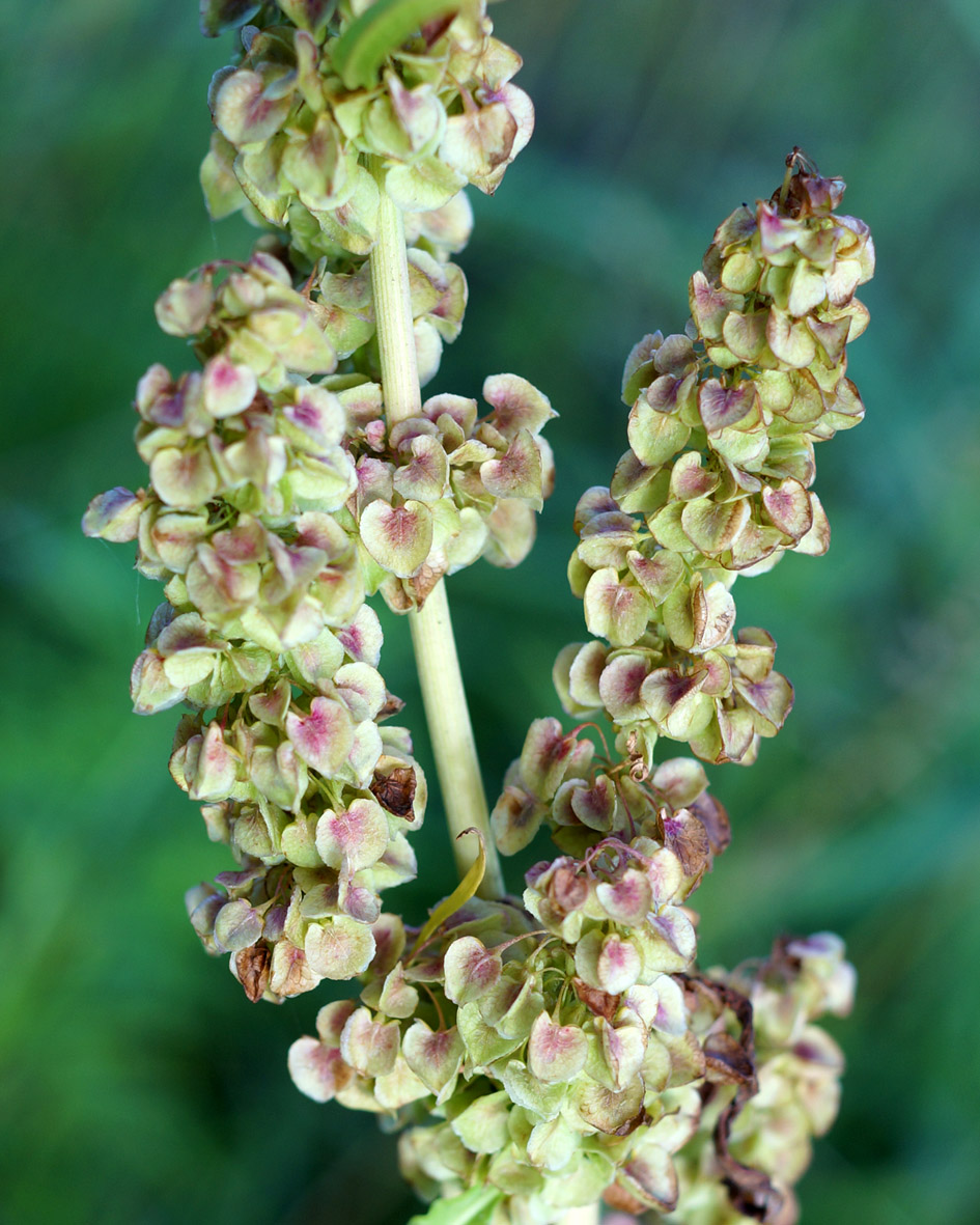 Image of Rumex pseudonatronatus specimen.