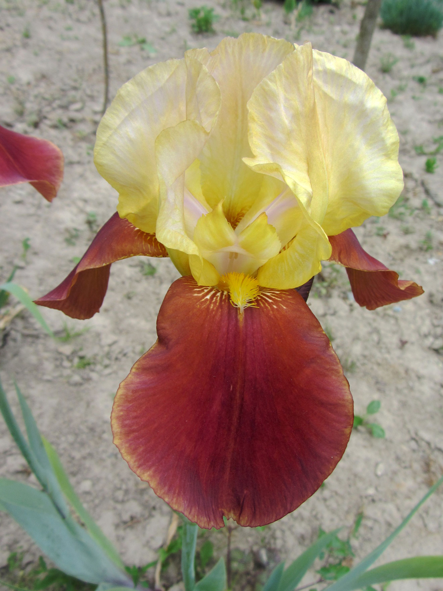 Image of genus Iris specimen.