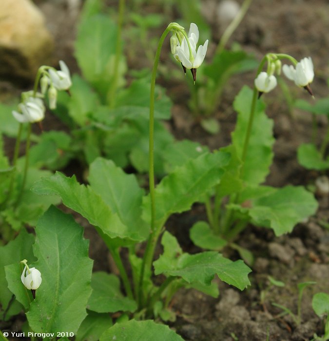 Изображение особи Dodecatheon dentatum.