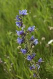 Echium vulgare. Часть соцветия. Костромская обл., Судиславский р-н, окр. ст. Меза, откос насыпи автомобильной дороги южной экспозиции. 04.07.2017.