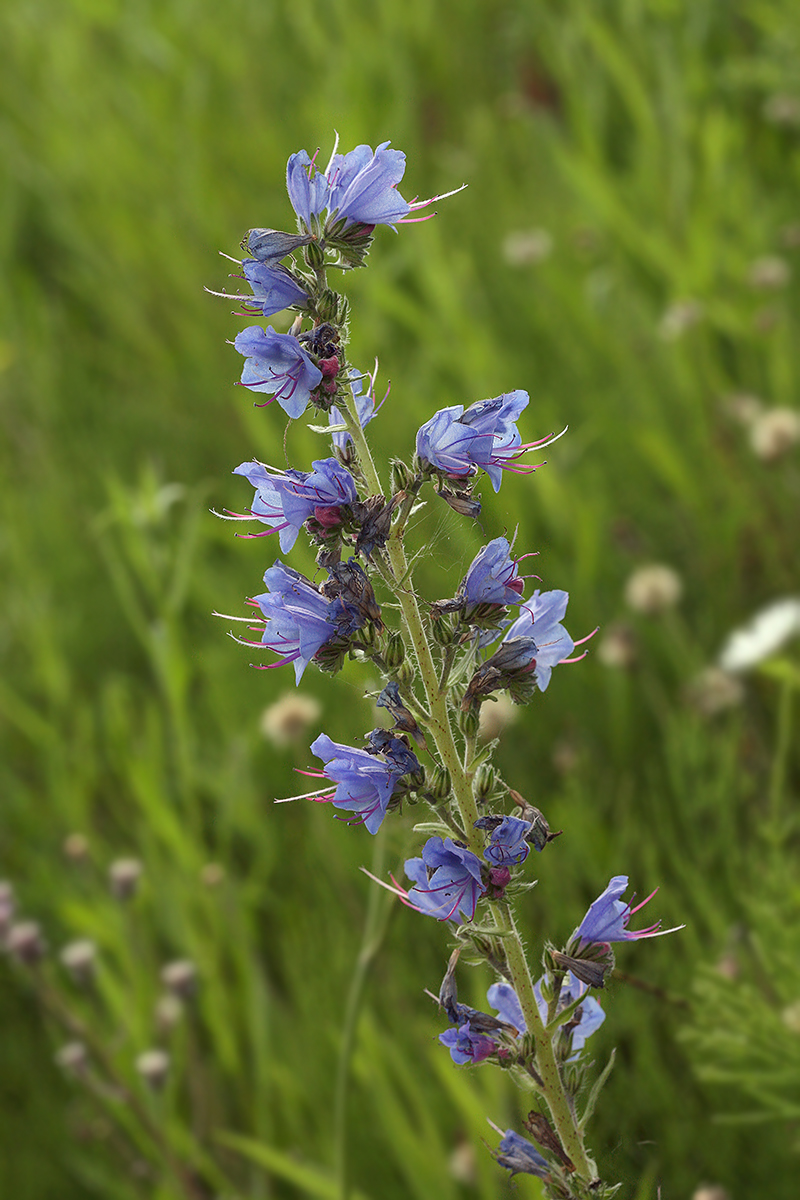 Изображение особи Echium vulgare.