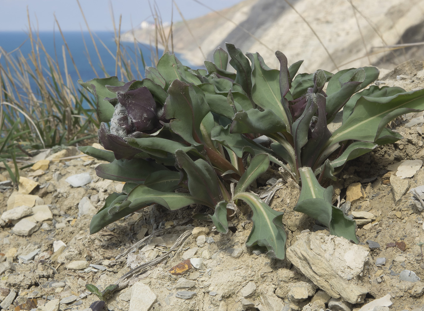 Изображение особи Rindera tetraspis.