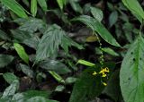 Globba pendula. Цветущее растение. Малайзия, Камеронское нагорье, ≈ 1500 м н.у.м., влажный тропический лес. 03.05.2017.