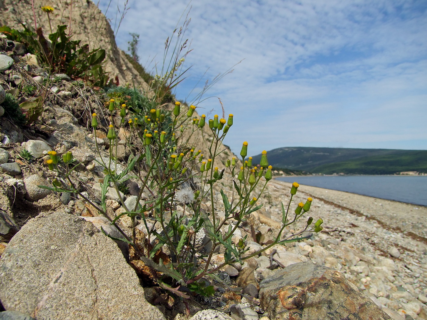 Изображение особи Senecio dubitabilis.