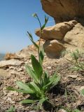 Camelina rumelica. Цветущее растение. Южный Казахстан, западные отроги Киргизского хр., горы Ботамойнак в окр. г. Тараз, ≈ 900 м н.у.м., пригребневой каменистый склон юго-зап. экспозиции. 21 апреля 2018 г.