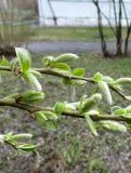 genus Salix