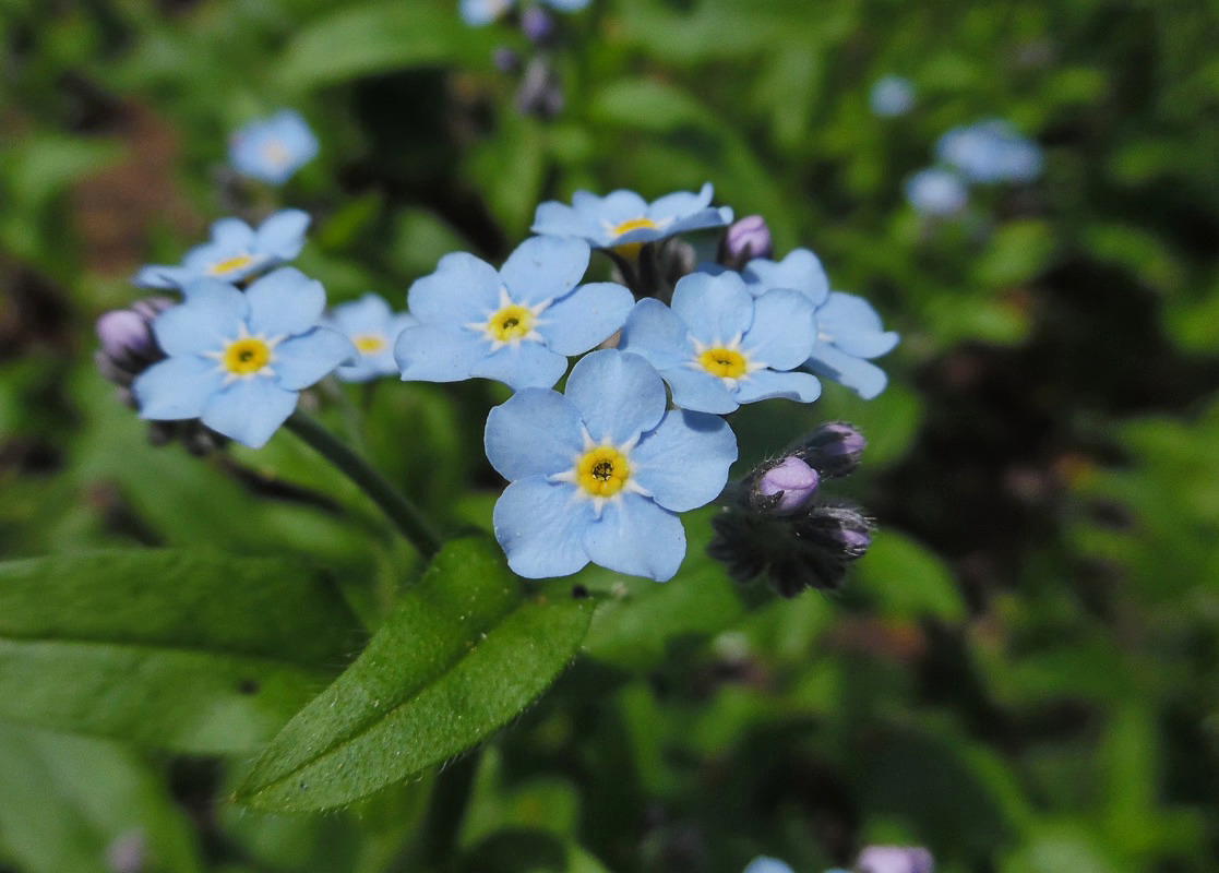 Изображение особи Myosotis sylvatica.