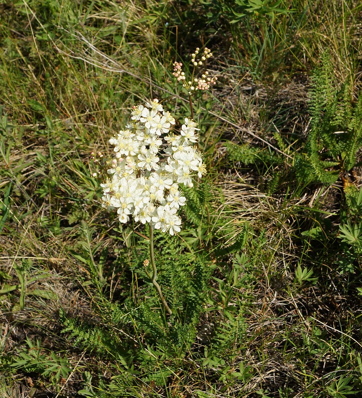 Image of Filipendula vulgaris specimen.