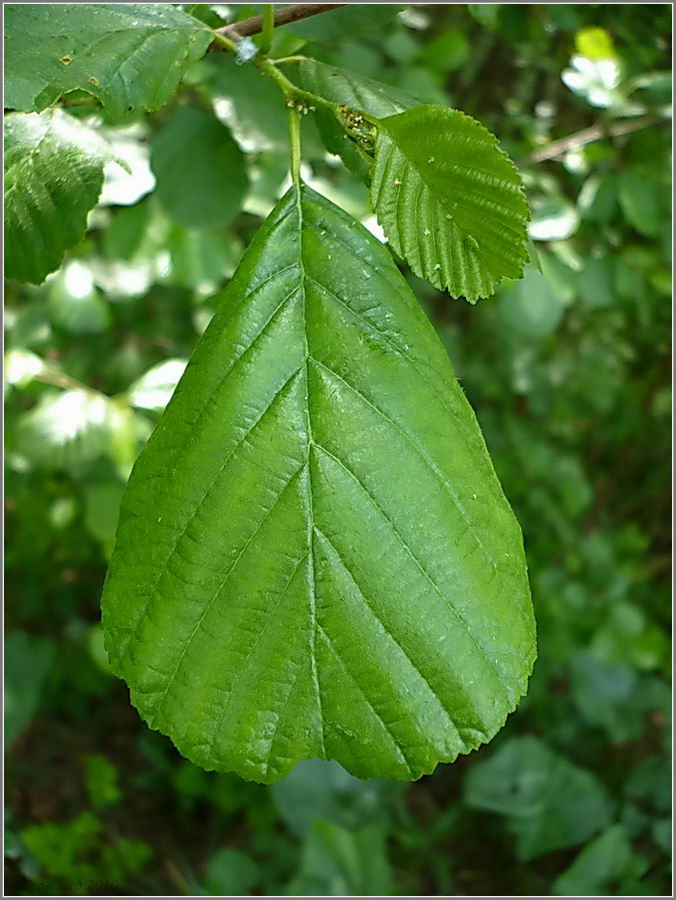 Изображение особи Alnus glutinosa.