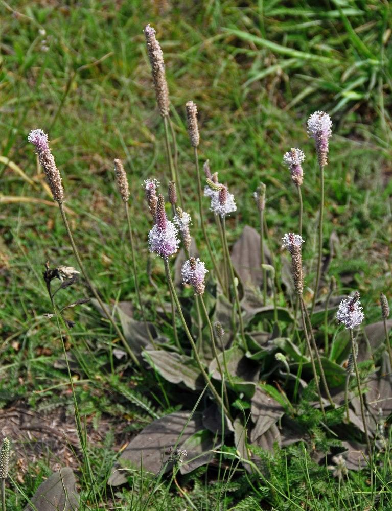 Изображение особи Plantago media.