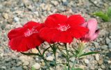 genus Dianthus. Верхушки побегов с цветками. Пермский край, Свердловский р-н, кладбище \"Южное\", тополёвая роща, клумба. 19.06.2018.
