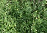 Vicia hybrida