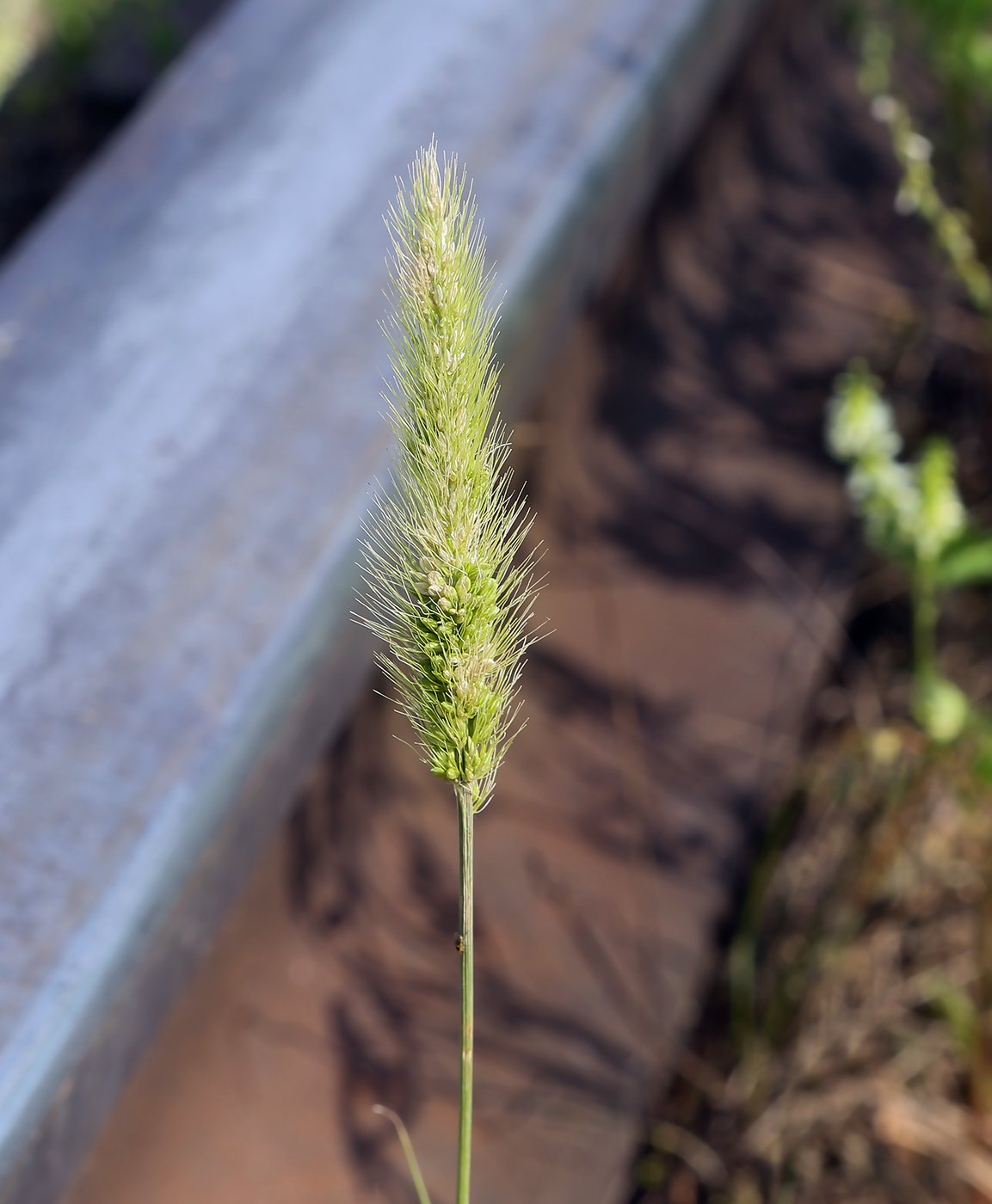 Изображение особи Setaria viridis.