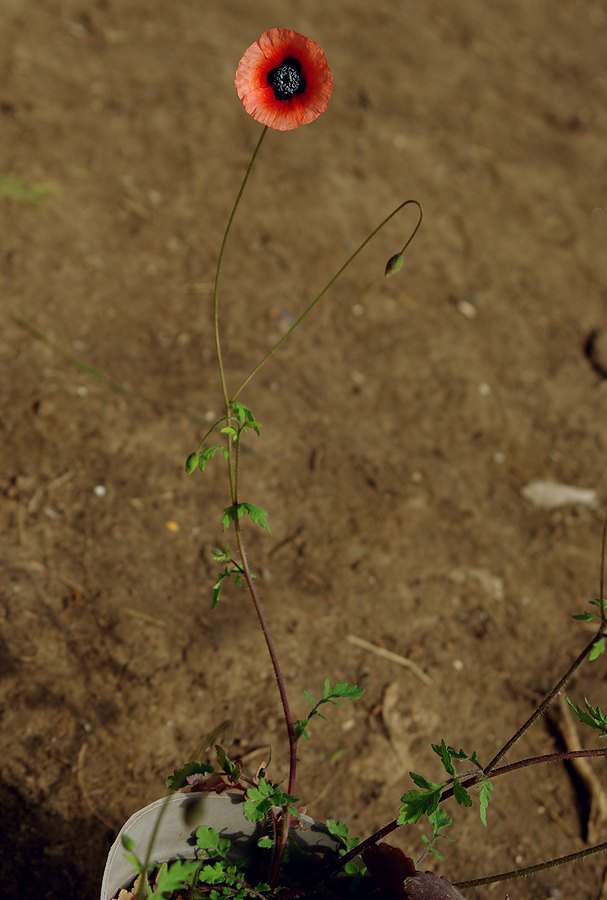 Image of Papaver talyschense specimen.