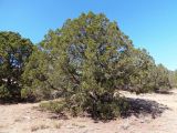 Juniperus excelsa. Взрослое дерево. Южный берег Крыма, возле пос. Новый Свет, Можжевеловая роща. 12.08.2018.