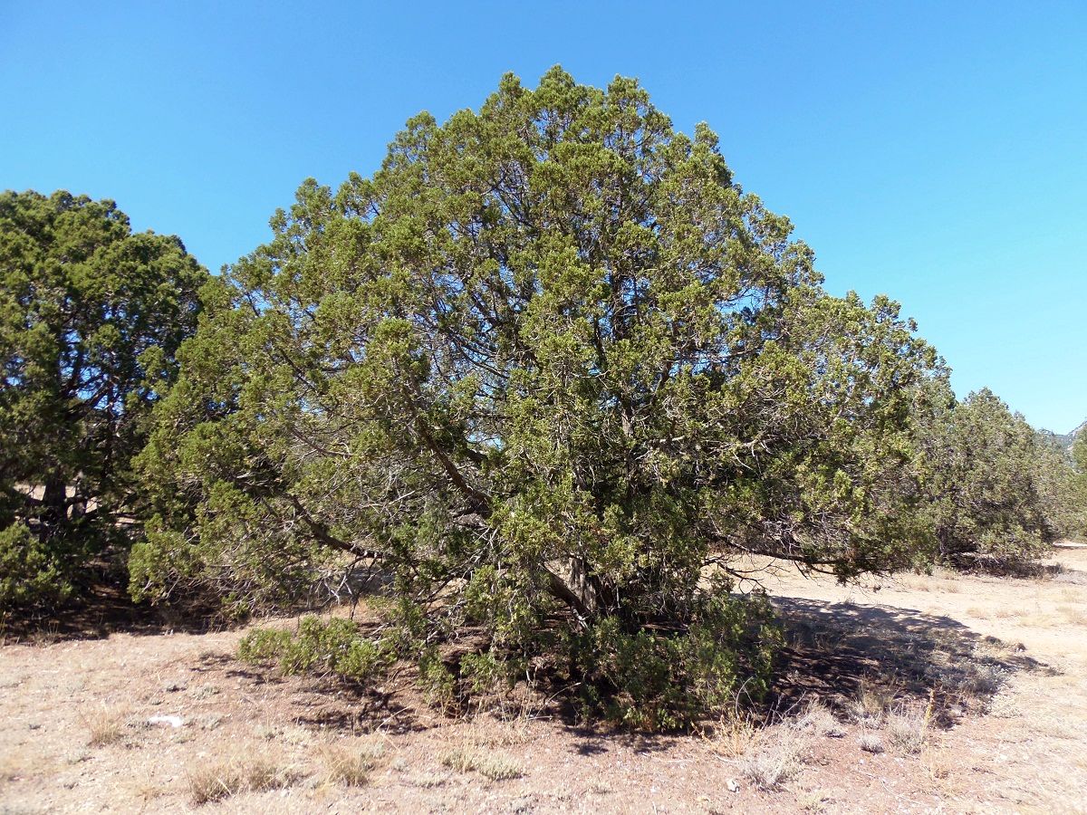 Image of Juniperus excelsa specimen.