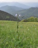 Veronica gentianoides. Цветущее растение. Грузия, Боржоми-Харагаульский национальный парк, маршрут №1; гора Ломис-Мта, ≈ 2050 м н.у.м., предвершинный пастбищный луг. 25.05.2018.