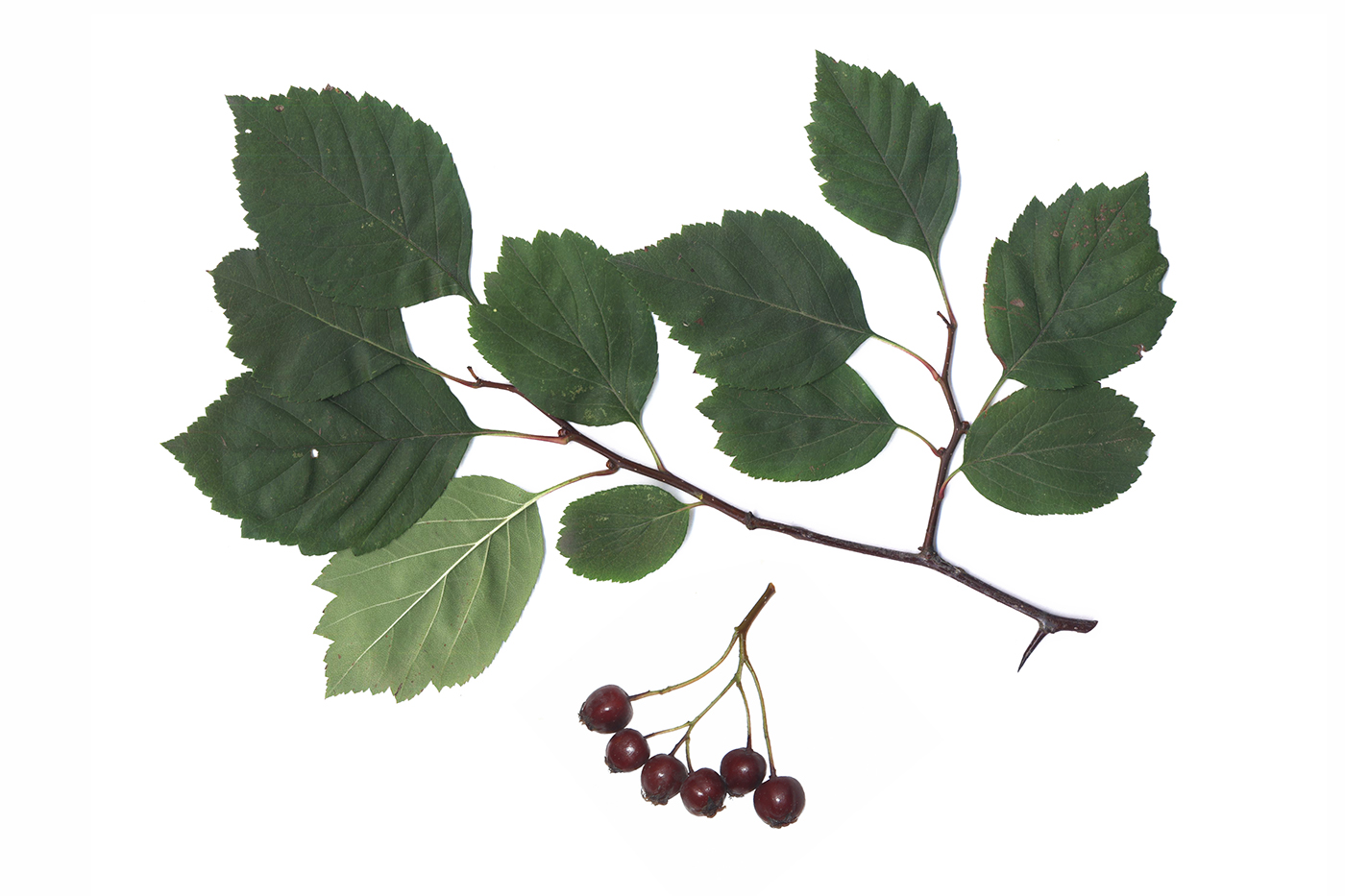 Image of genus Crataegus specimen.