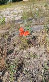 Papaver rhoeas