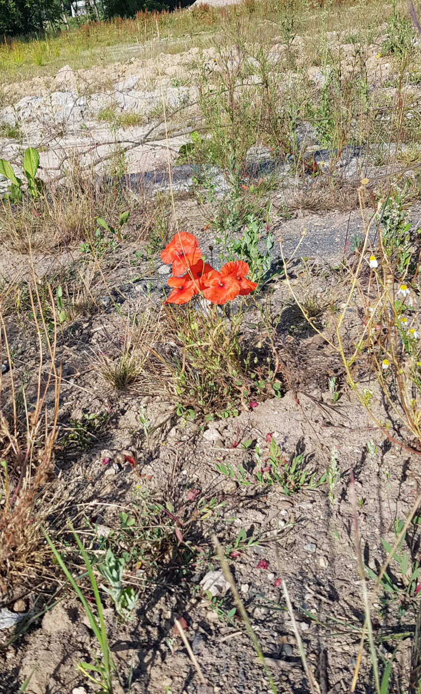 Изображение особи Papaver rhoeas.