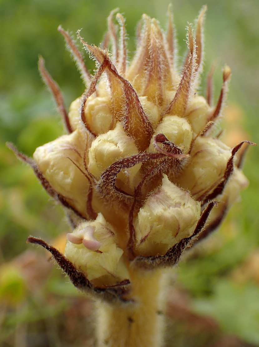 Image of Orobanche crenata specimen.