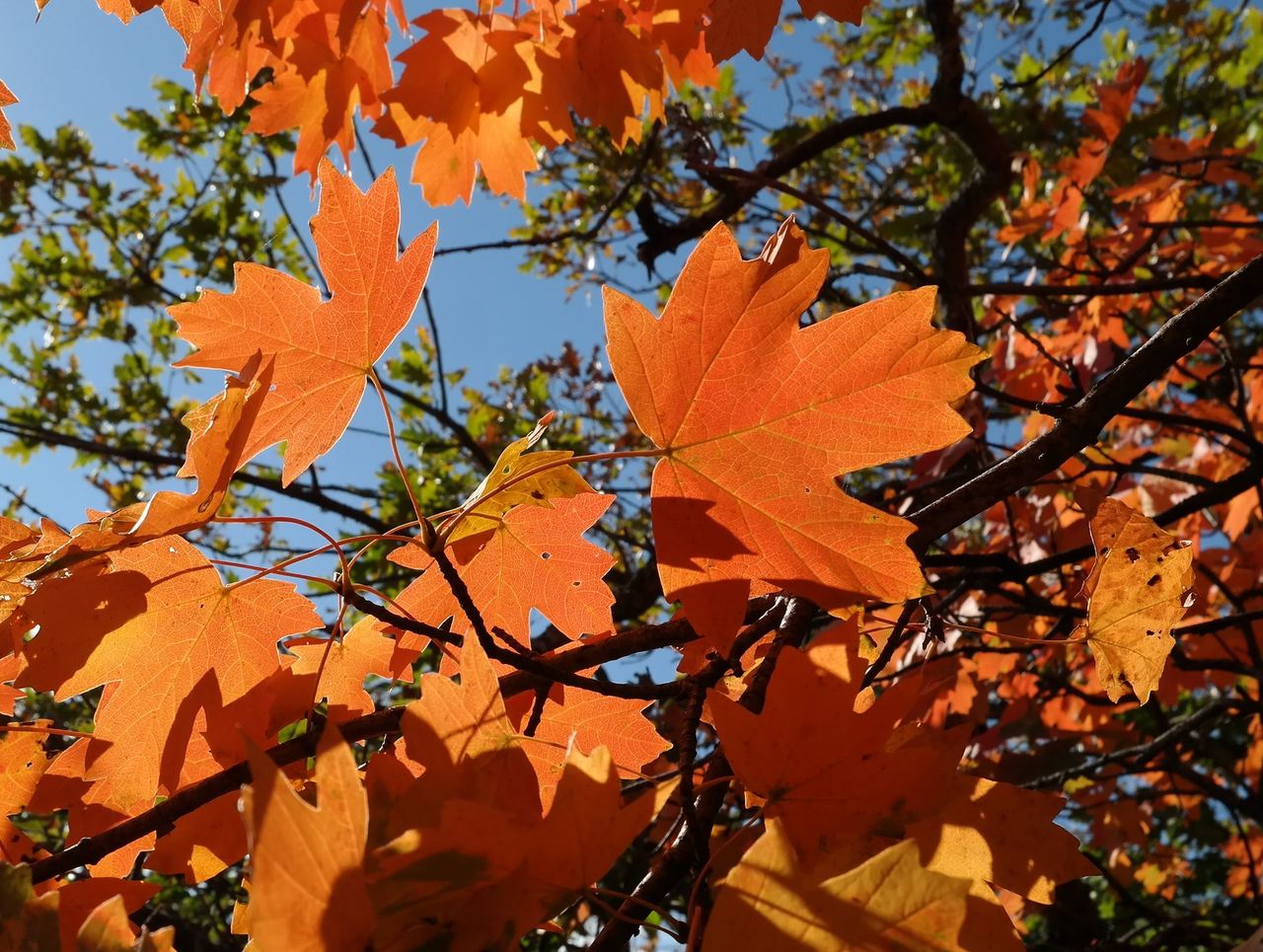 Image of Acer campestre specimen.