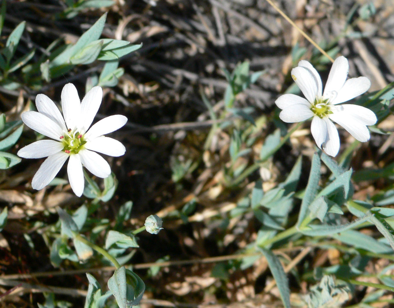 Image of Stellaria fischeriana specimen.