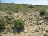 Erodium stevenii. Цветущие и плодоносящие растения на песчано-каменистом склоне стеди разреженной степной растительности. Ставропольский край, Бешпагирские высоты. 28.05.2010.