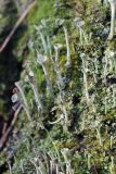 Cladonia fimbriata