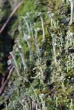 Cladonia fimbriata. Талломы с подециями с апотециями. Московская обл., Воскресенский р-н, окр. оз. Белое, смешанный лес, на пне. 5 ноября 2018 г.