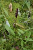 Dactylorhiza psychrophila. Плодоносящее растение с отмершими листьями на опушке заболоченного березняка. Окрестности Мурманска, 20.08.2008.