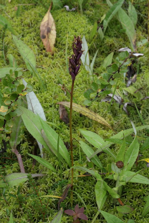 Image of Dactylorhiza psychrophila specimen.