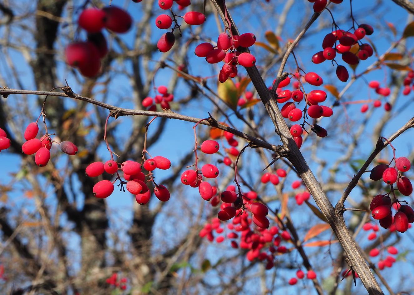 Image of Berberis orientalis specimen.