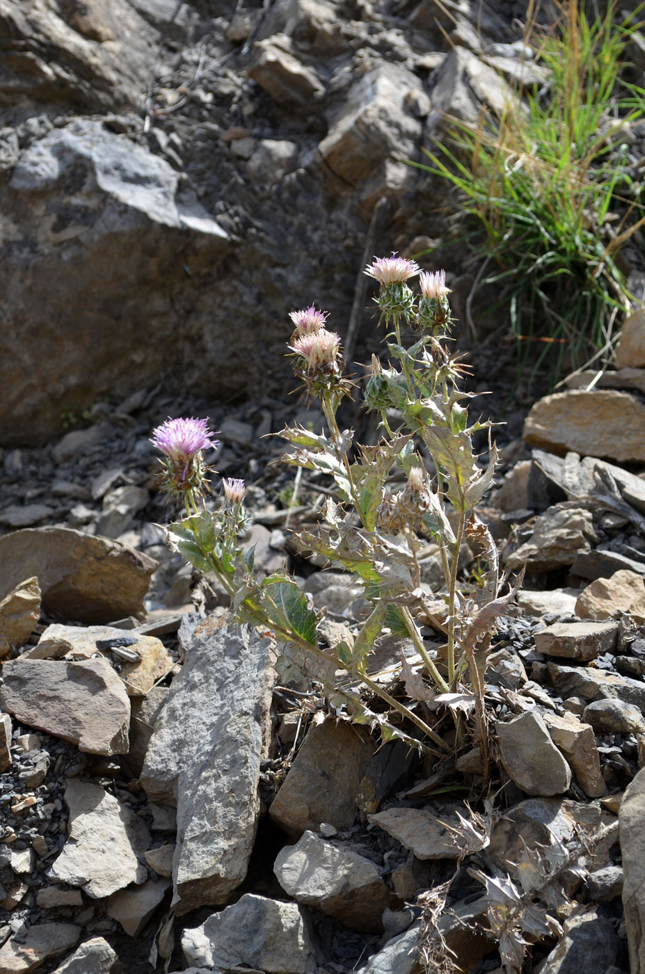 Image of Cousinia omissa specimen.