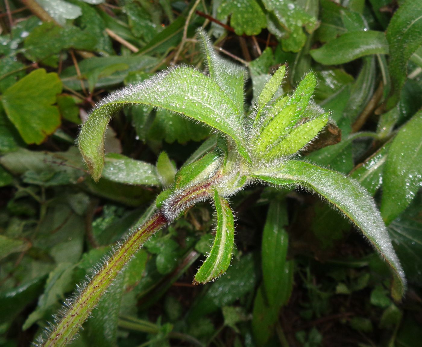 Image of Rudbeckia hirta specimen.