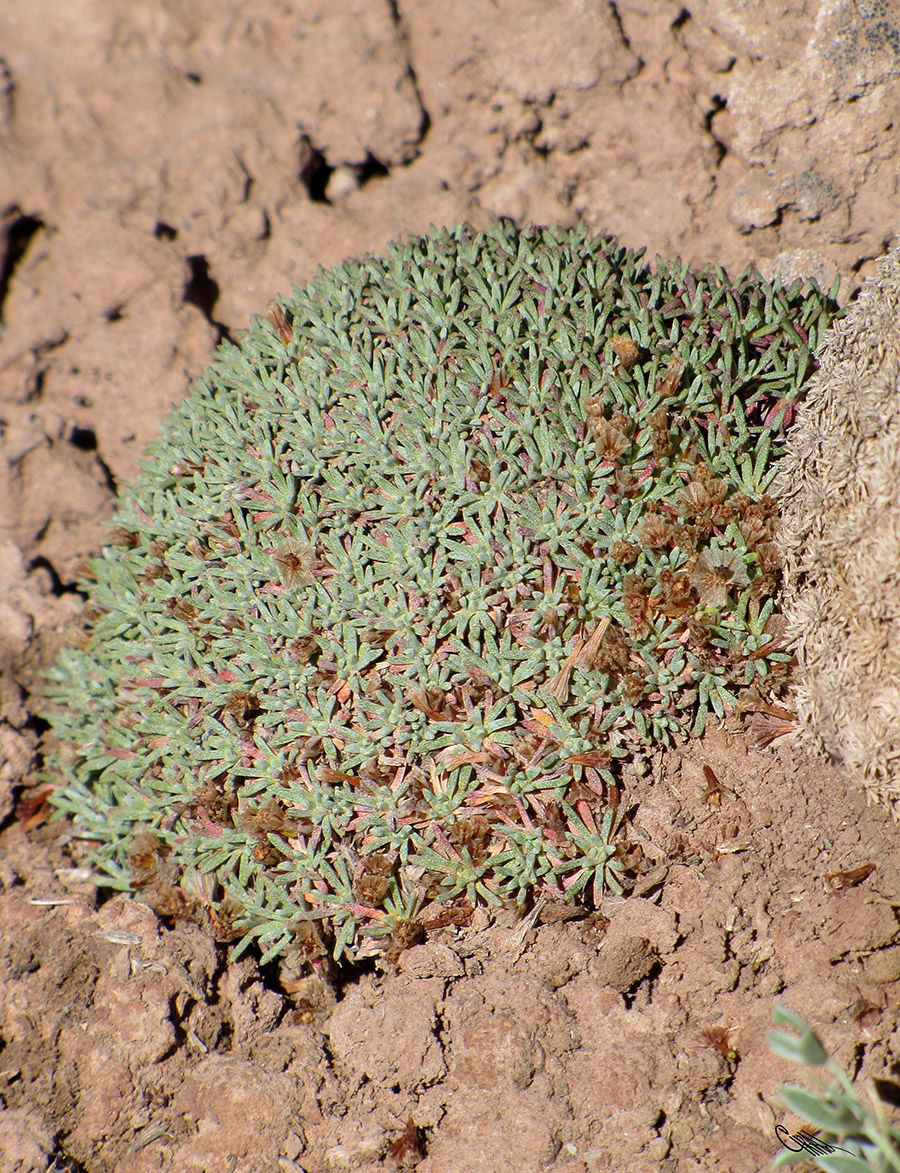 Image of Acantholimon hedinii specimen.