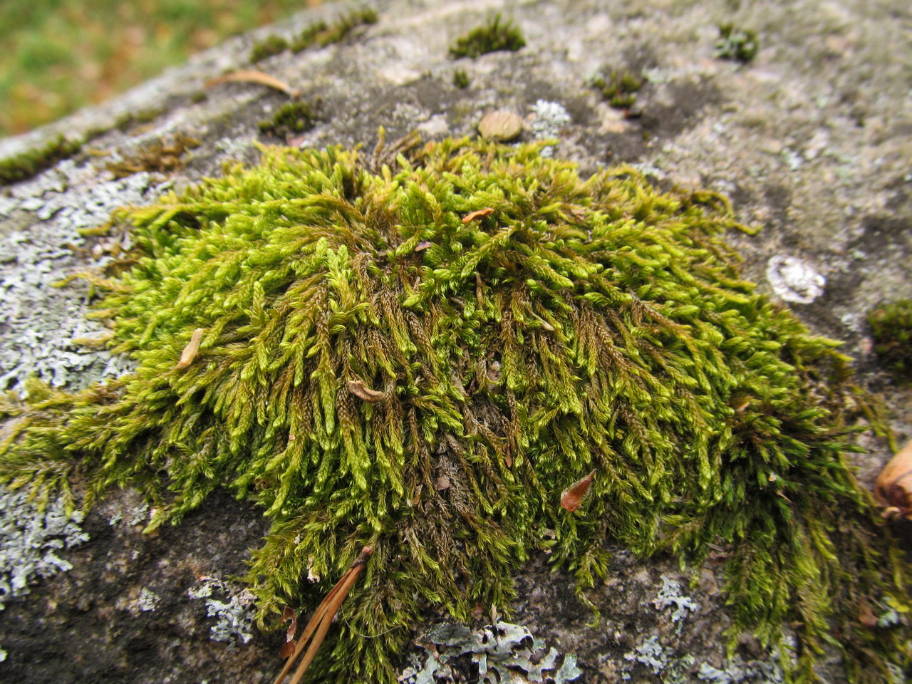 Image of class Bryopsida specimen.